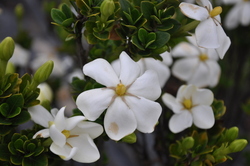 Gardenia jasminoides Kleims Hardy — photo 3